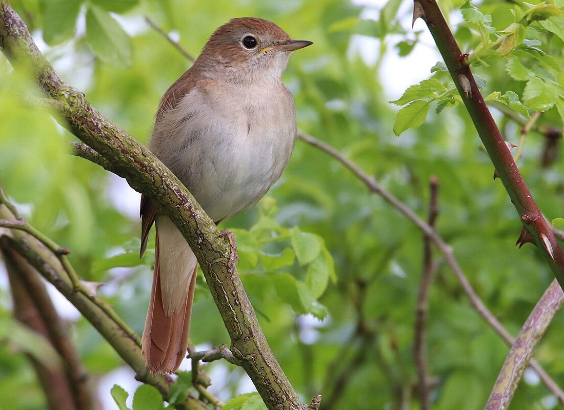 Common Nightingale reference