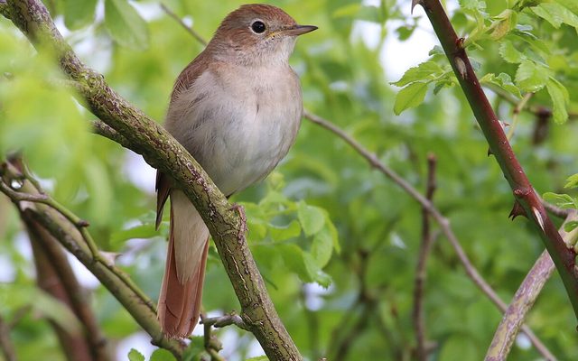 Common Nightingale reference