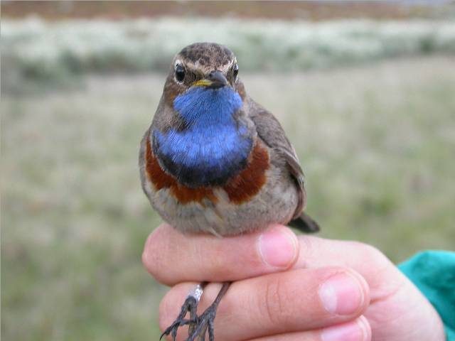 Bluethroat reference