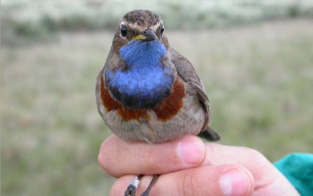 Bluethroat reference