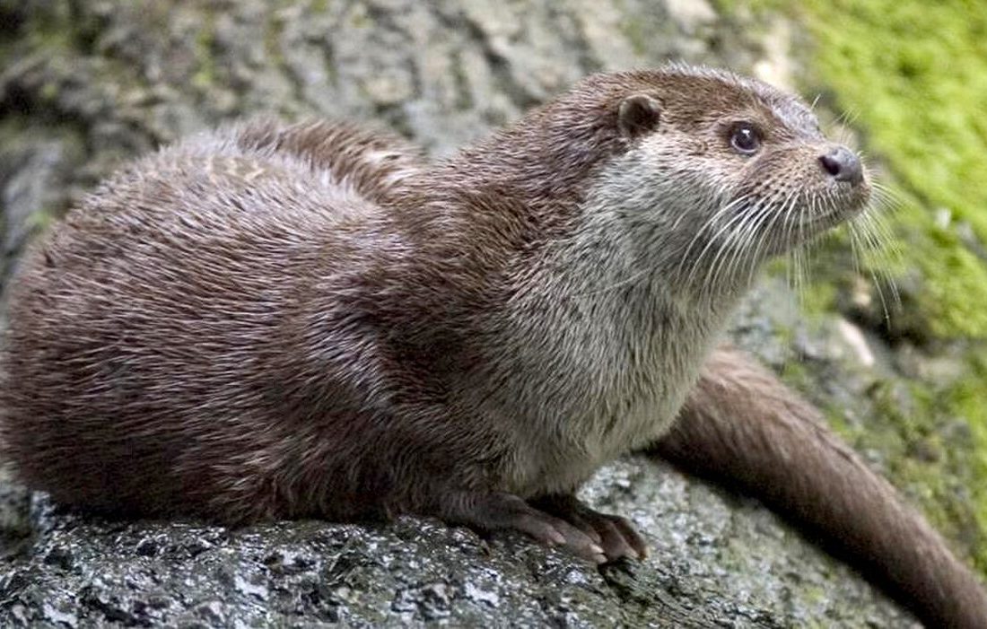 Eurasian Otter reference
