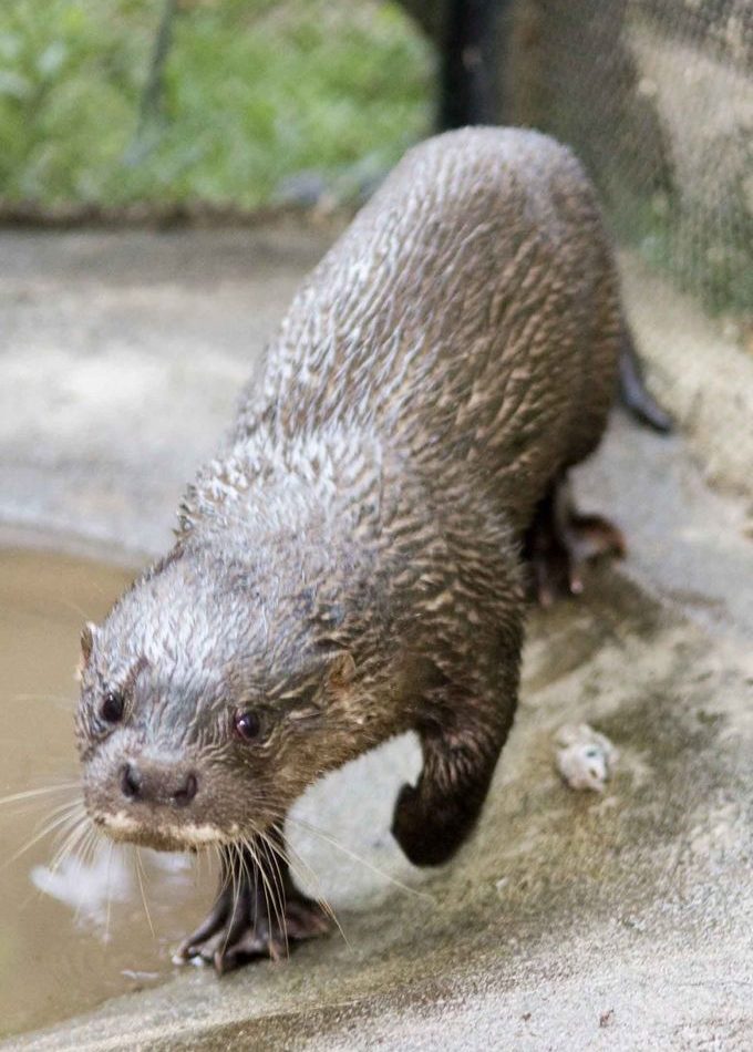 Hairy-nosed Otter reference