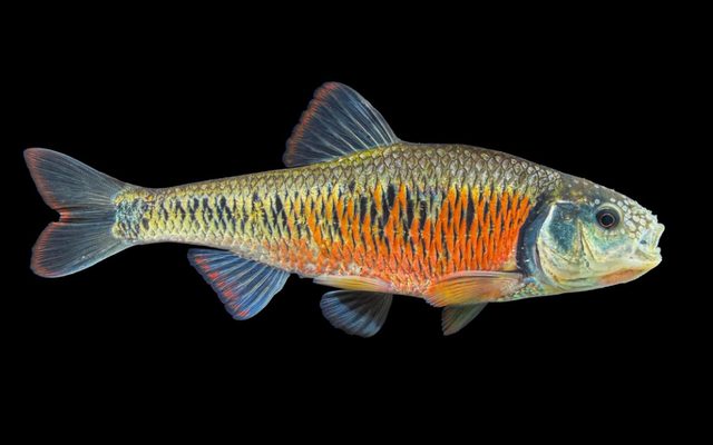 Striped Shiner reference