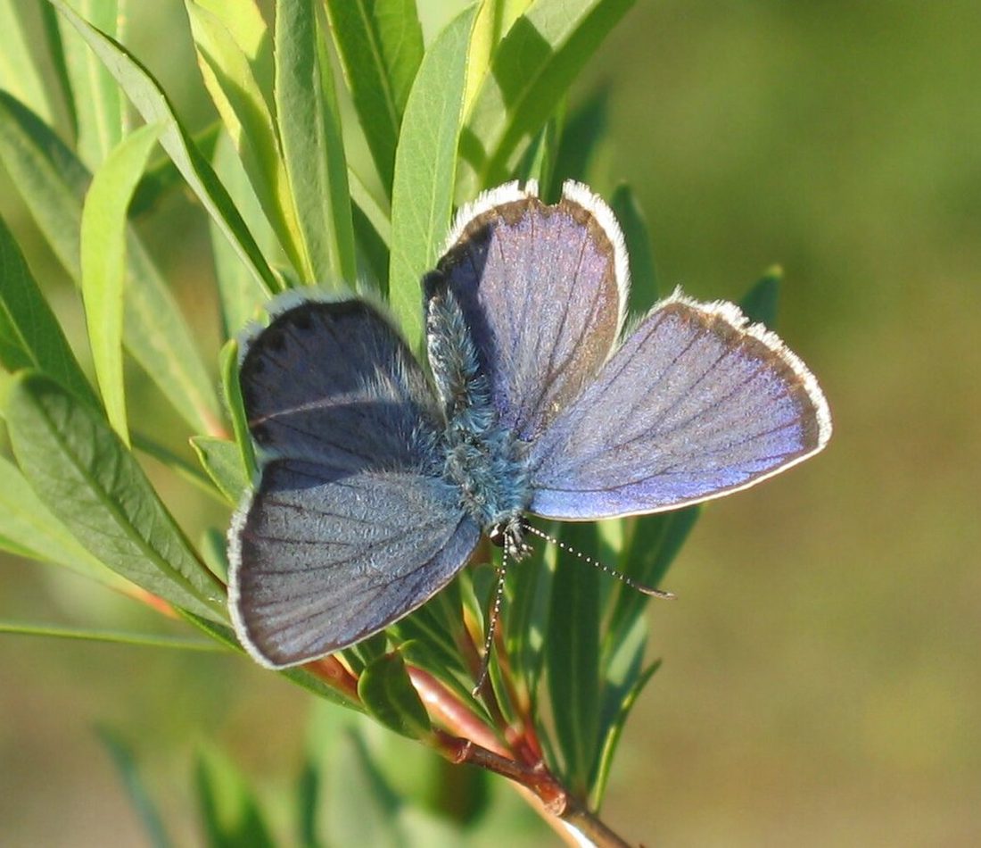 Northern Blue Butterfly reference