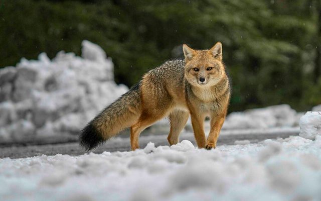 Culpeo Fox reference