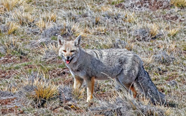 South American Grey Fox reference