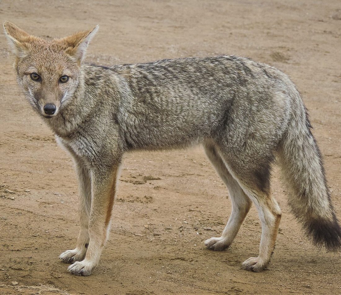 Pampas Fox reference