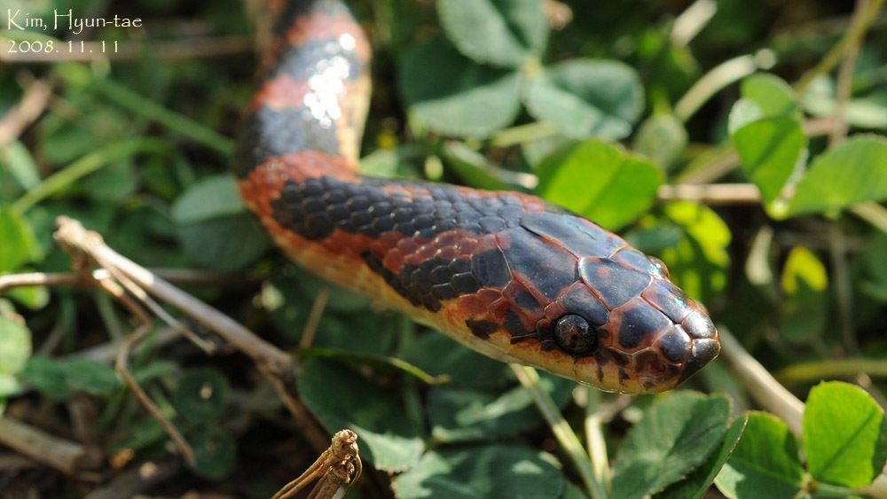 Red-banded Snake reference