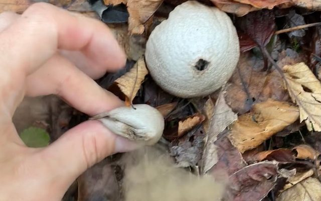 Common Puffball reference