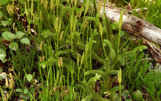 Stag's-horn Clubmoss reference