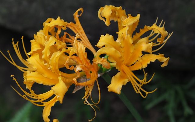 Golden Spider Lily reference