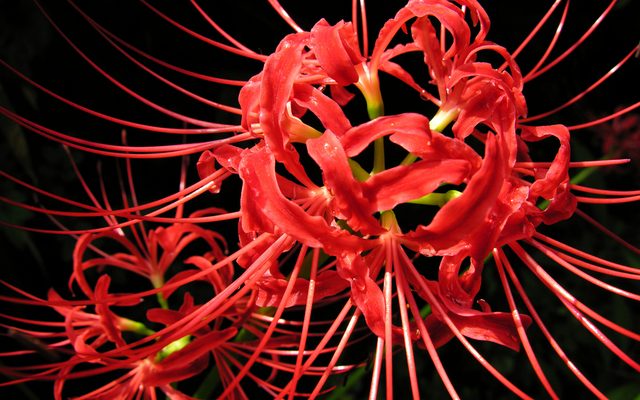 Red Spider Lily reference