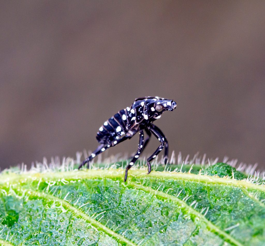 Spotted Lanternfly reference
