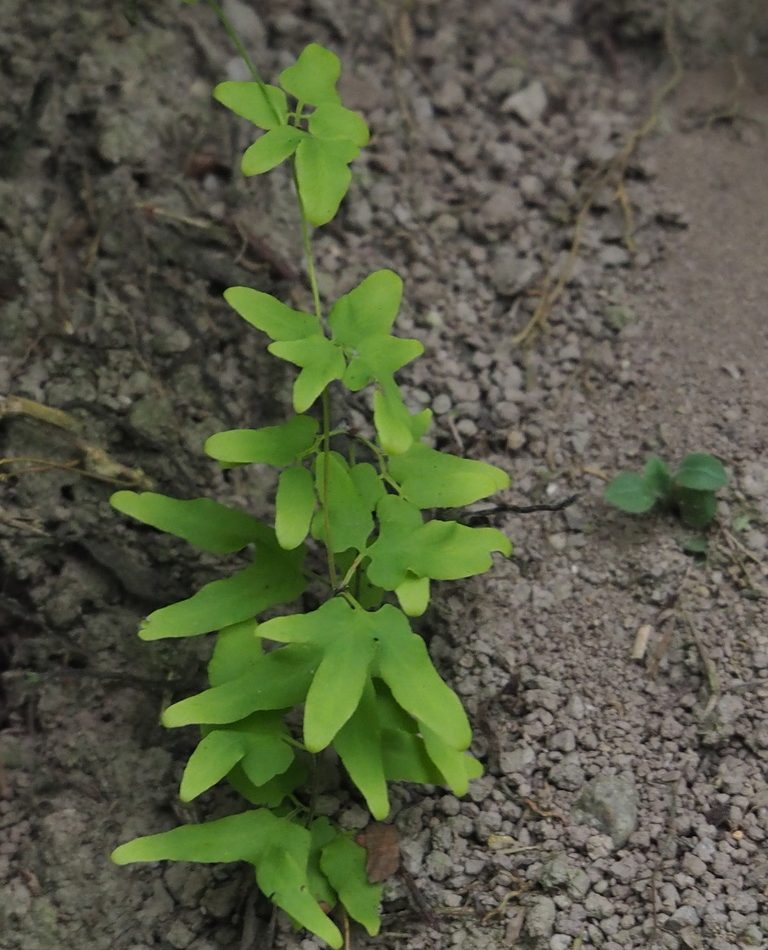 Climbing Fern reference