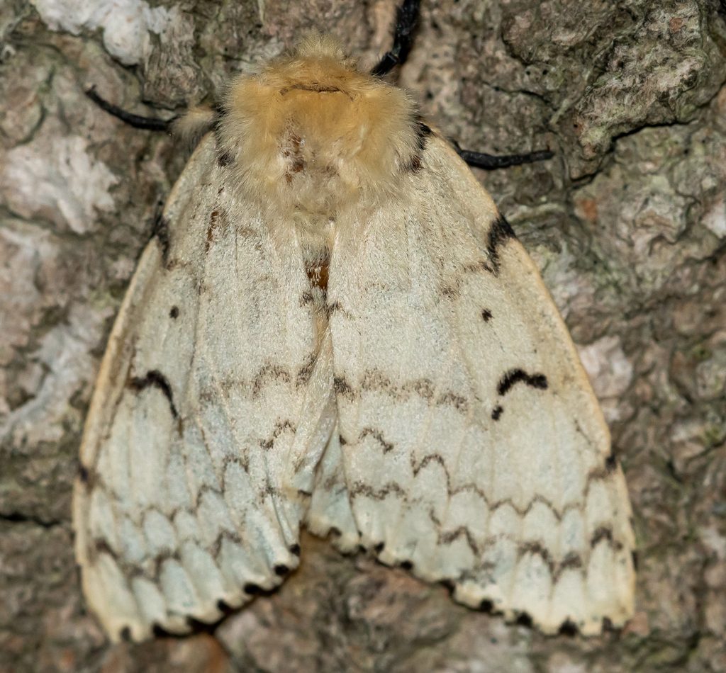 Spongy Moth reference