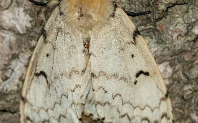 Spongy Moth reference