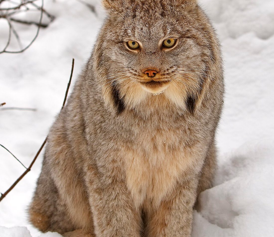 Canada Lynx reference
