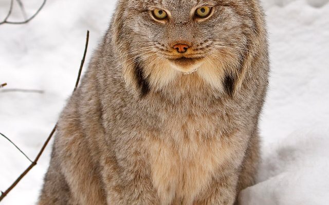 Canada Lynx reference