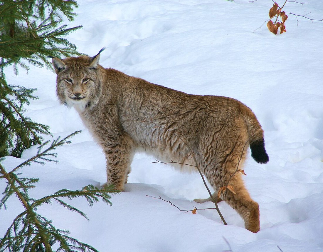 Eurasian Lynx reference
