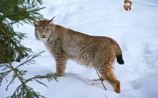 Eurasian Lynx reference