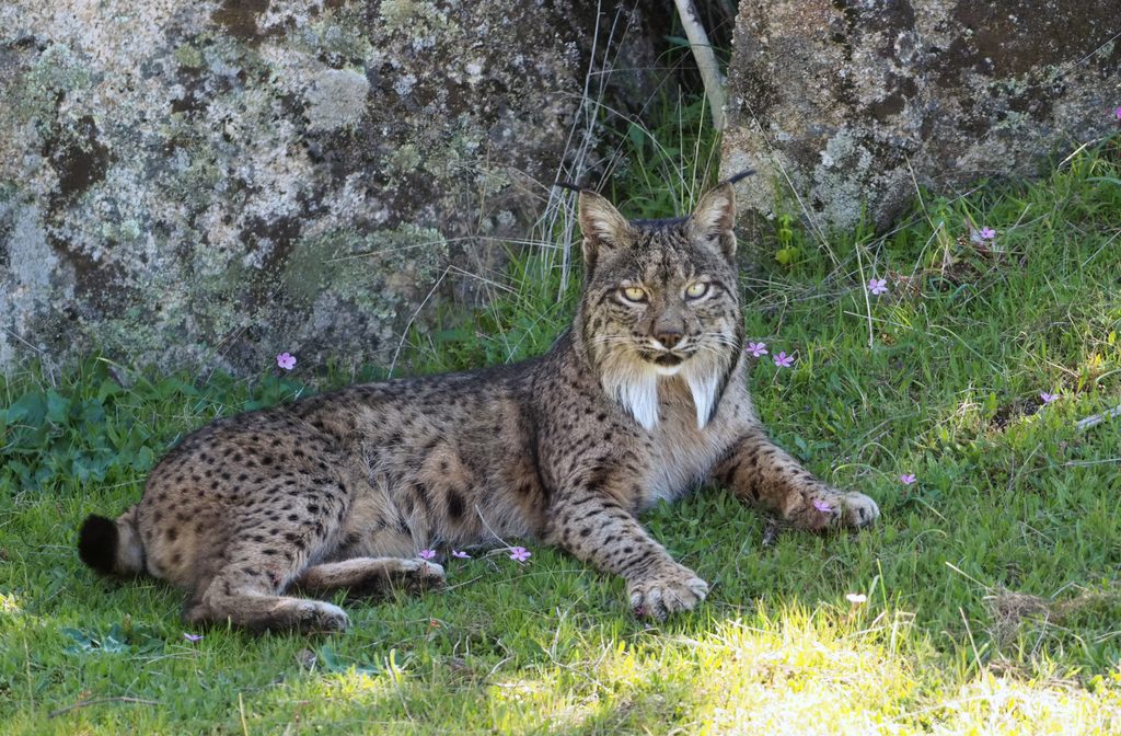 Iberian Lynx reference