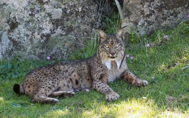 Iberian Lynx reference