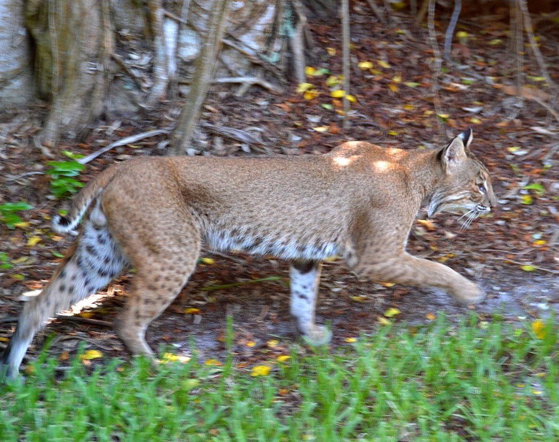 Eastern Bobcat reference