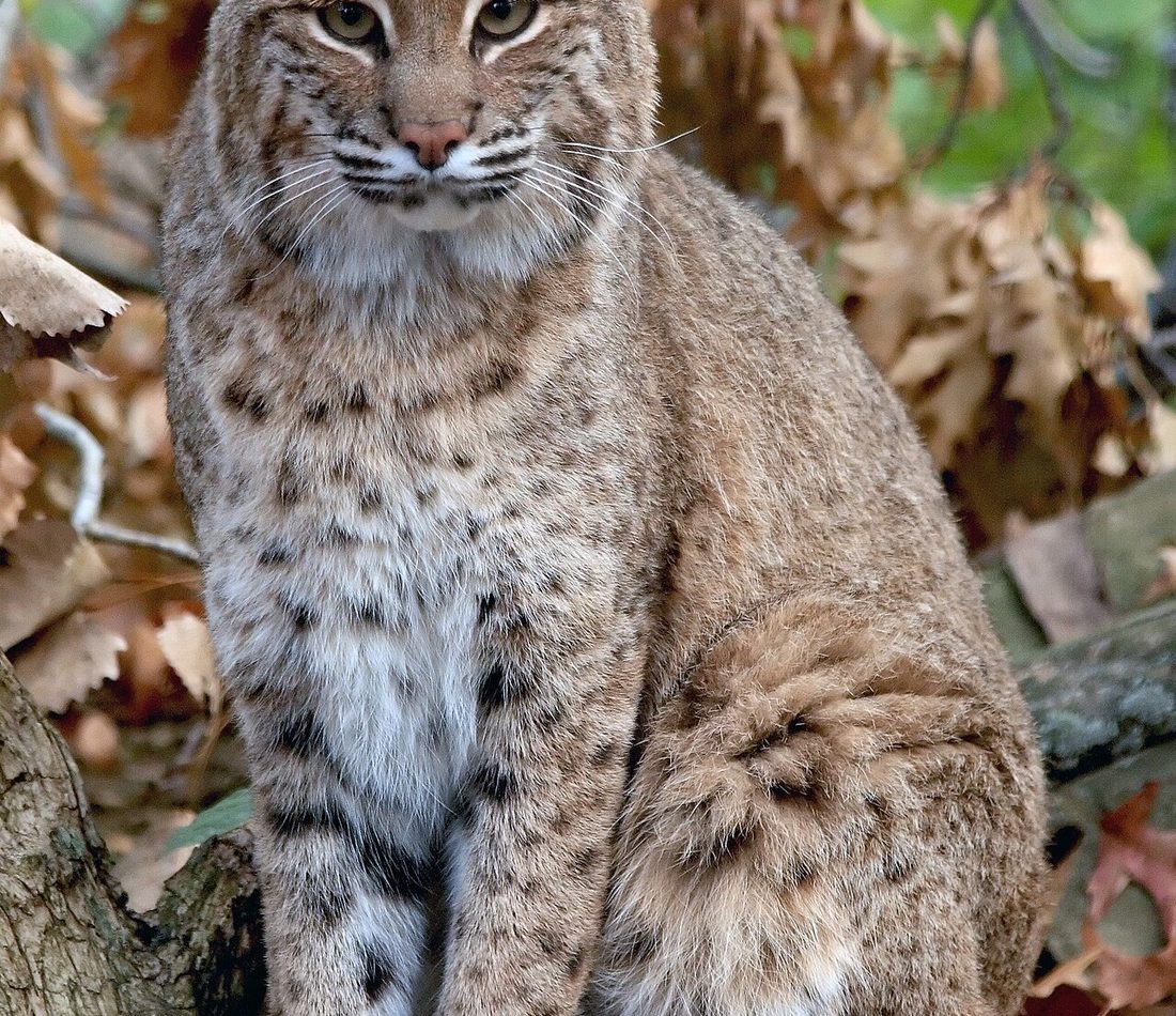 Bobcat reference