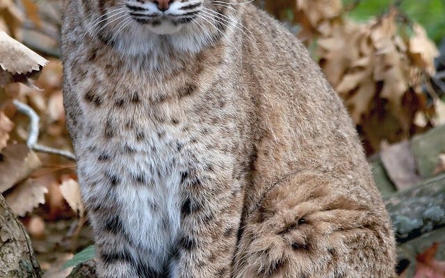 Bobcat reference