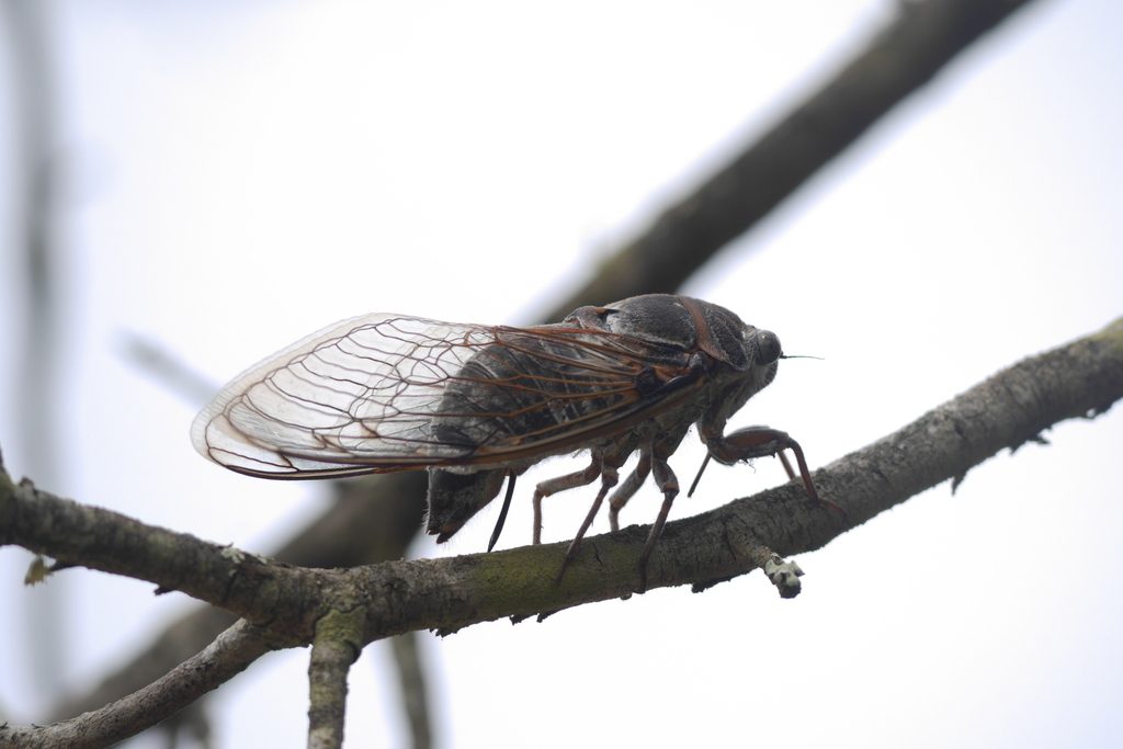 Common Cicada reference
