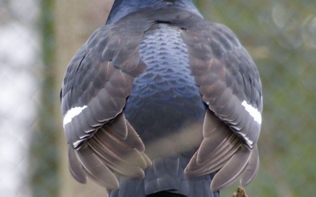Black Grouse reference