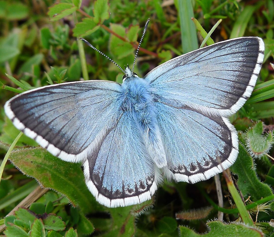 Chalkhill Blue reference