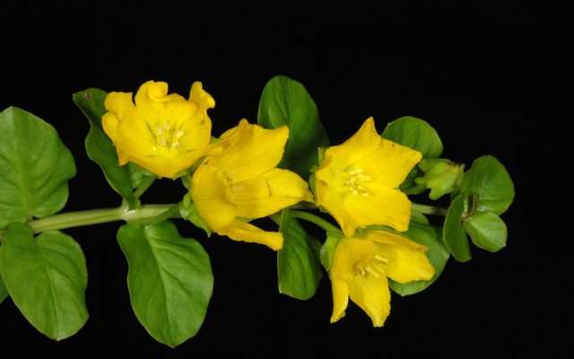 Creeping Jenny reference