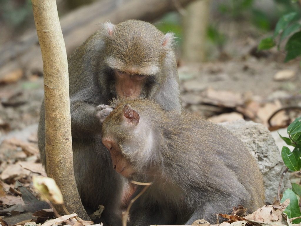 Formosan Macaque reference