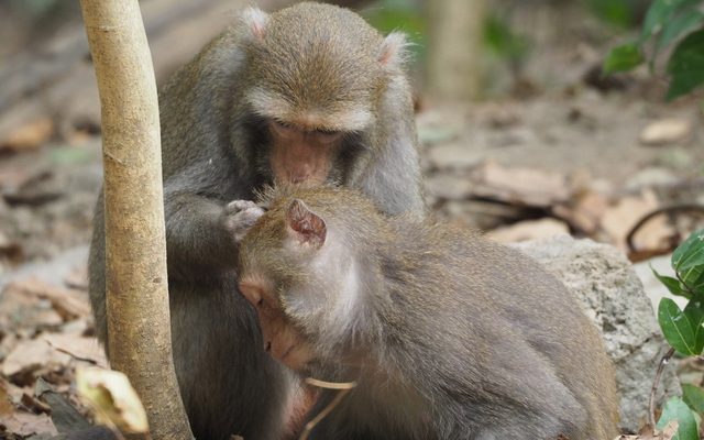 Formosan Rock Macaque reference