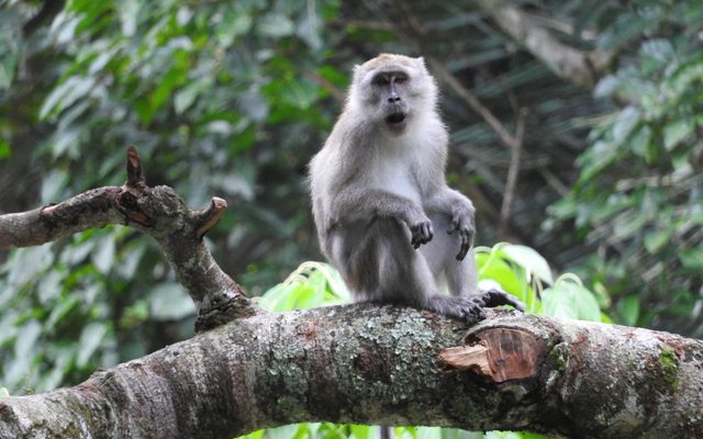 Crab-eating Macaque reference