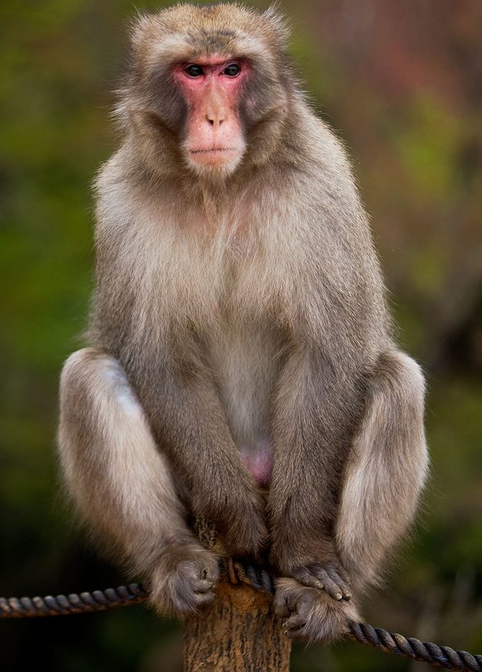 Japanese Macaque reference