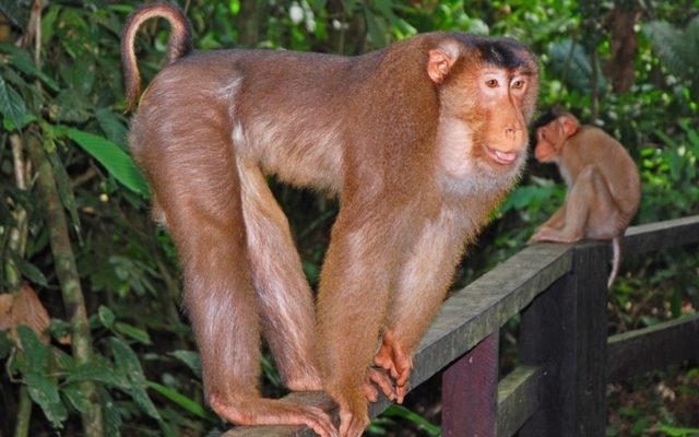 Southern Pig-Tailed Macaque reference