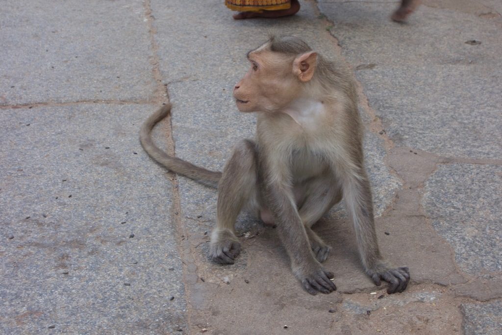 Bonnet Macaque reference