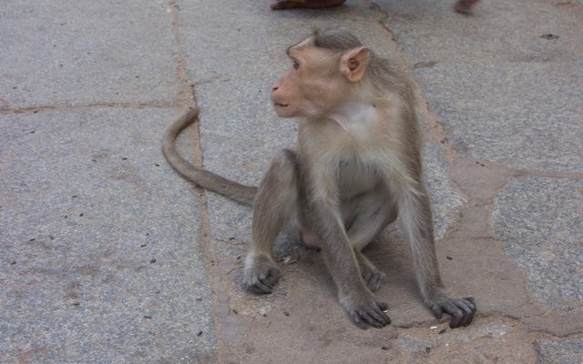 Bonnet Macaque reference