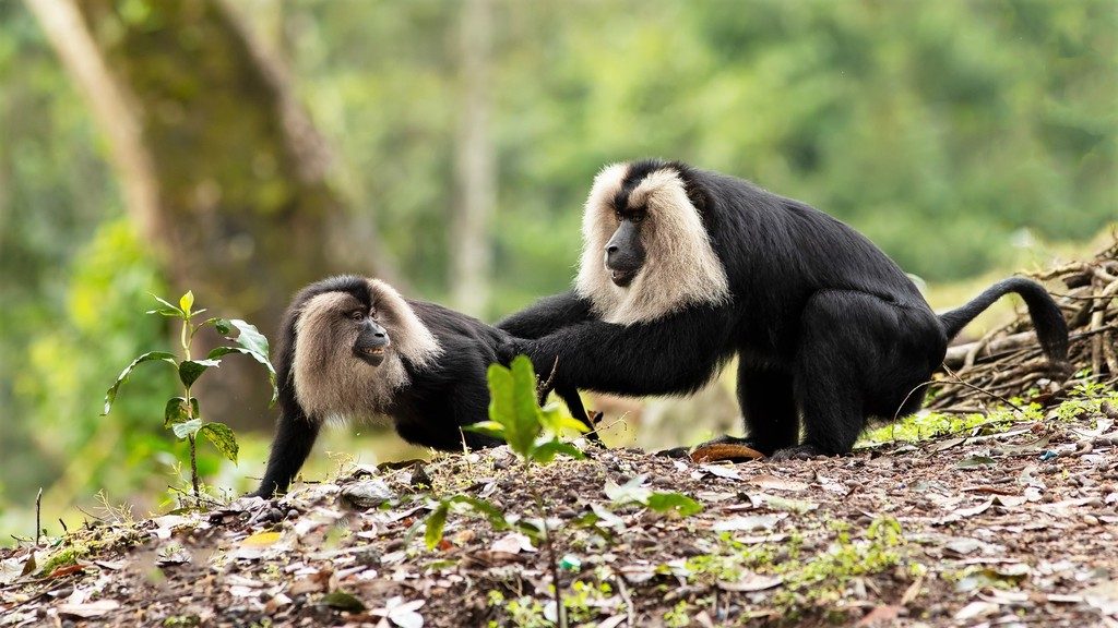 Lion-tailed Macaque reference