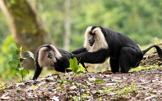 Lion-tailed Macaque reference