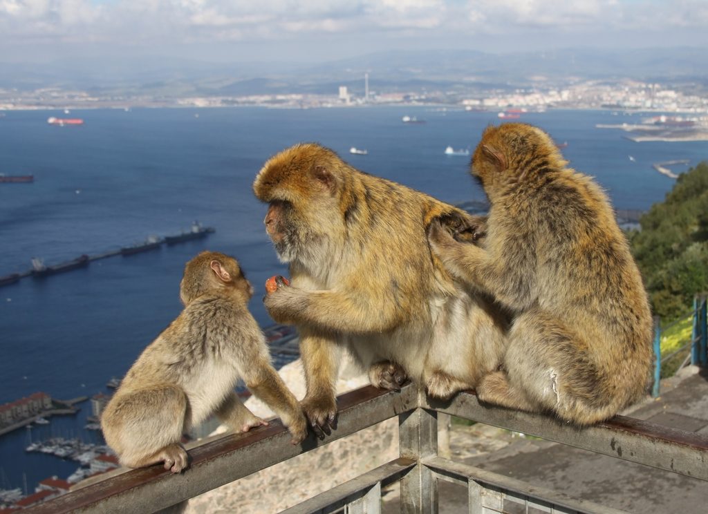 Barbary Macaque reference