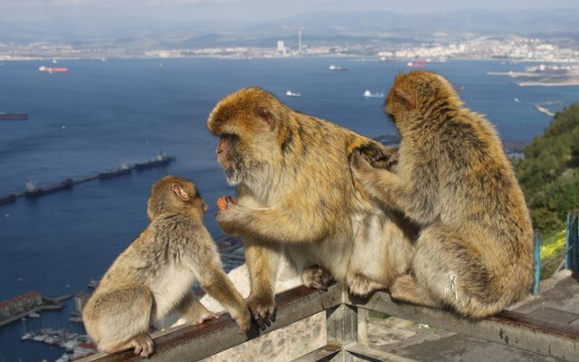 Barbary Macaque reference