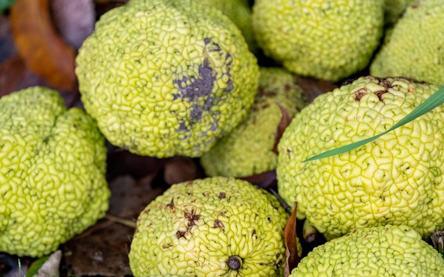 Osage Orange reference