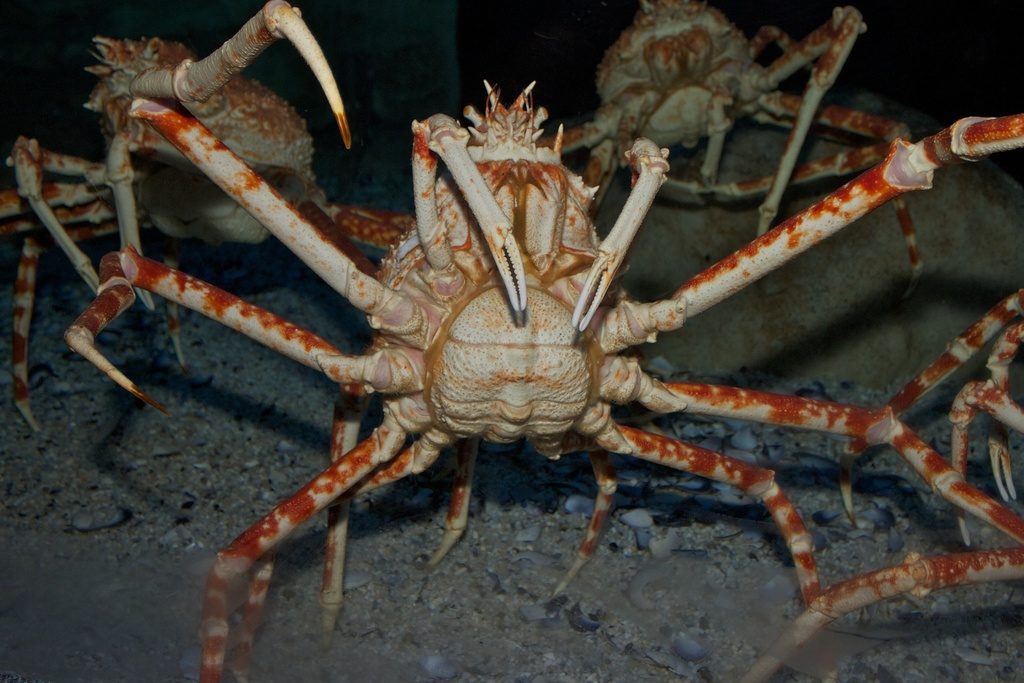 Japanese Spider Crab reference