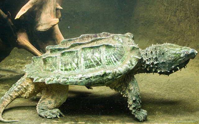 Alligator Snapping Turtle reference