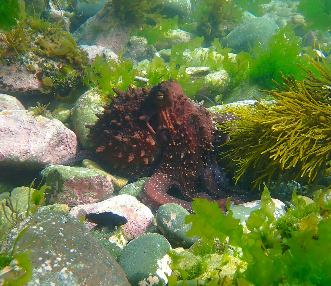 Maori Octopus reference