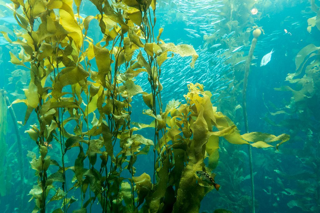 Giant Kelp reference