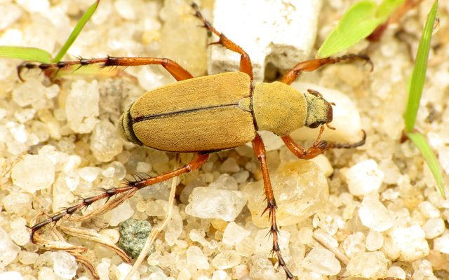 Rose Chafer reference